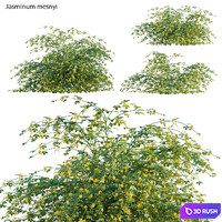 Jasminum mesnyi - Primrose Jasmine 01 3D Model Vray