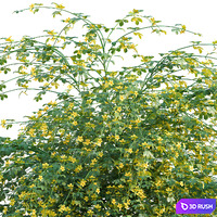 Jasminum mesnyi - Primrose Jasmine 01 3D Model Vray