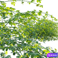 Jasminum mesnyi - Primrose Jasmine 01 3D Model Vray