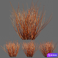 Red Osier Dogwood 3D Model Corona