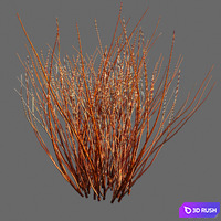 Red Osier Dogwood 3D Model Corona