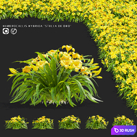 Daylily hybrid bushes | Hemerocallis hybrida Stella De Oro 3D Model Vray, Corona