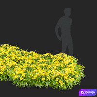 Daylily hybrid bushes | Hemerocallis hybrida Stella De Oro 3D Model Vray, Corona