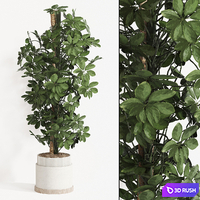 Indoor Plant Set 062 3D Model Vray, Corona