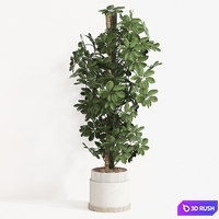 Indoor Plant Set 062 3D Model Vray, Corona