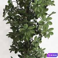 Indoor Plant Set 062 3D Model Vray, Corona