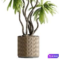 Indoor Bonsai Plants 39 3D Model Vray, Corona