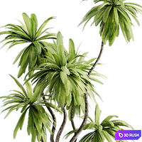 Indoor Bonsai Plants 39 3D Model Vray, Corona
