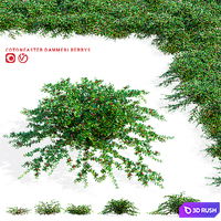 Hybrid cotoneaster with berries | Cotoneaster dammeri coral beauty 3D Model Vray, Corona