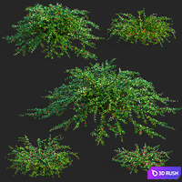 Hybrid cotoneaster with berries | Cotoneaster dammeri coral beauty 3D Model Vray, Corona