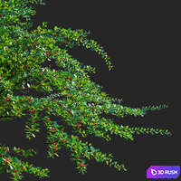 Hybrid cotoneaster with berries | Cotoneaster dammeri coral beauty 3D Model Vray, Corona