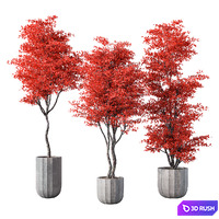 Indoor Plant Set.131 3D Model Vray, Corona