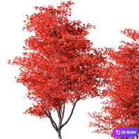 Indoor Plant Set.131 3D Model Vray, Corona