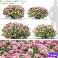 Spiraea 3D Model Vray, Corona