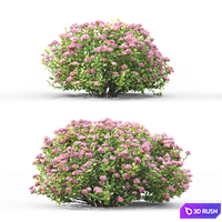 Spiraea 3D Model Vray, Corona