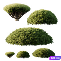 Pinus Mugo Bush07 3D Model Vray, Corona
