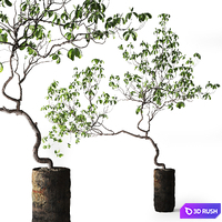 Tree in Metal Planter 3D Model Vray