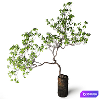 Tree in Metal Planter 3D Model Vray
