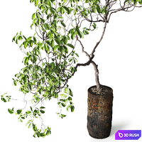 Tree in Metal Planter 3D Model Vray