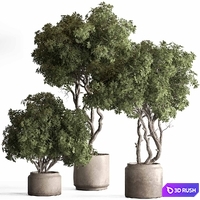 Indoor Plant 769 - Tree in Pot 3D Model Vray, Corona