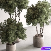 Indoor Plant 769 - Tree in Pot 3D Model Vray, Corona