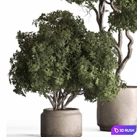 Indoor Plant 769 - Tree in Pot 3D Model Vray, Corona