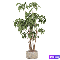 Indoor plant set 059 3D Model Vray, Corona