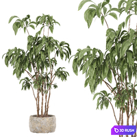 Indoor plant set 059 3D Model Vray, Corona