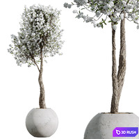 HQ HousePlants Tropez Planter Cherry Blossom Decorative Tree02 3D Model Vray, Corona