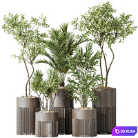 Indoor plants set 129 Beech Olea Europaea Olive and Lutescens Areca Palm and Paradise Kentia Everlasting and Yucca Aloifolia 3D Model Vray, Corona