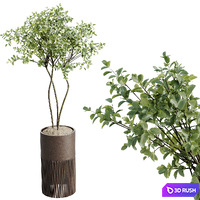 Indoor plants set 129 Beech Olea Europaea Olive and Lutescens Areca Palm and Paradise Kentia Everlasting and Yucca Aloifolia 3D Model Vray, Corona