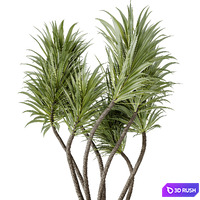 Indoor plants set 129 Beech Olea Europaea Olive and Lutescens Areca Palm and Paradise Kentia Everlasting and Yucca Aloifolia 3D Model Vray, Corona
