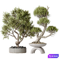 Indoor plants set 152 Ficus Retusa Microcarpa Bonsai Ginseng and Bonsai Pinus Pentaphylla Thunbergii 3D Model Vray, Corona