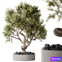 Indoor plants set 152 Ficus Retusa Microcarpa Bonsai Ginseng and Bonsai Pinus Pentaphylla Thunbergii 3D Model Vray, Corona