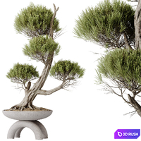 Indoor plants set 152 Ficus Retusa Microcarpa Bonsai Ginseng and Bonsai Pinus Pentaphylla Thunbergii 3D Model Vray, Corona