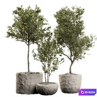 Houseplants 01 3D Model Corona