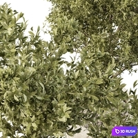 Houseplants 01 3D Model Corona