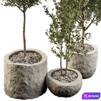 Houseplants 01 3D Model Corona