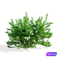 Potentilla fruticosa 3D Model Vray, Corona