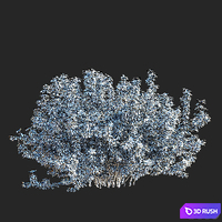 Potentilla fruticosa 3D Model Vray, Corona