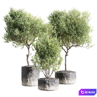 Set of indoor living plants in pots 34 3D Model Corona