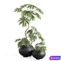 Tetrapanax in Urchin Plant Pots from 101cph 3D Model Vray, Corona