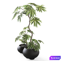 Tetrapanax in Urchin Plant Pots from 101cph 3D Model Vray, Corona