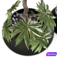 Tetrapanax in Urchin Plant Pots from 101cph 3D Model Vray, Corona