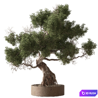 Indoor Plant 853 - Bonsai Juniper 3D Model Vray, Corona