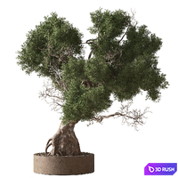 Indoor Plant 853 - Bonsai Juniper 3D Model Vray, Corona