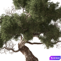 Indoor Plant 853 - Bonsai Juniper 3D Model Vray, Corona