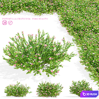 Potentilla fruticosa pink beauty 3D Model Vray, Corona