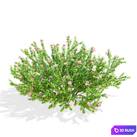 Potentilla fruticosa pink beauty 3D Model Vray, Corona