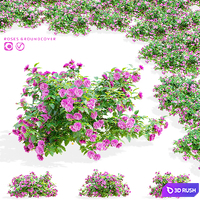 Groundcover Roses 3D Model Vray, Corona